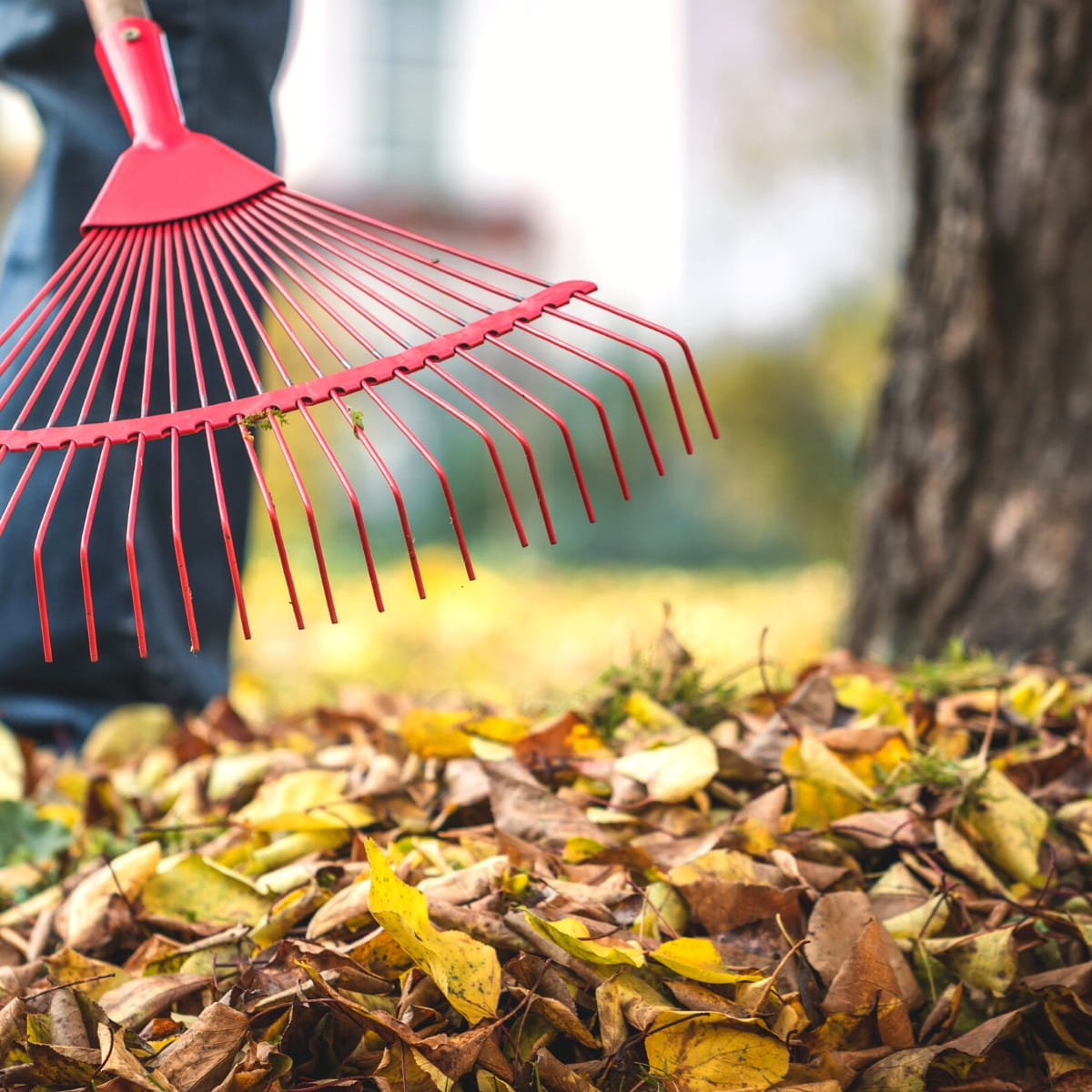 How to Rake Leaves (10 Practical Tips)
